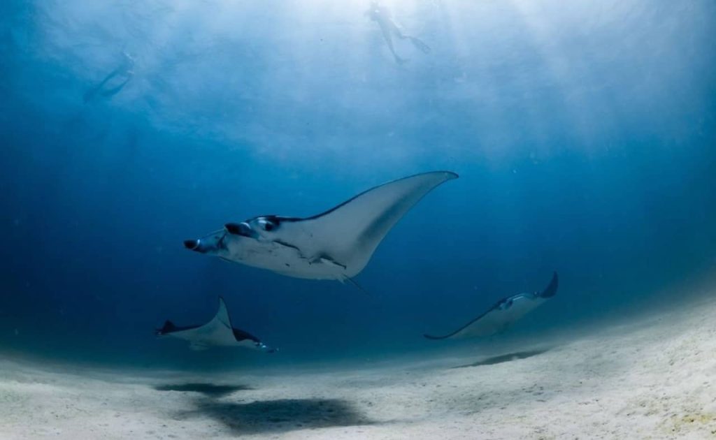 manta-rays-swimming-coral-bay-tour-ningaloo-reef