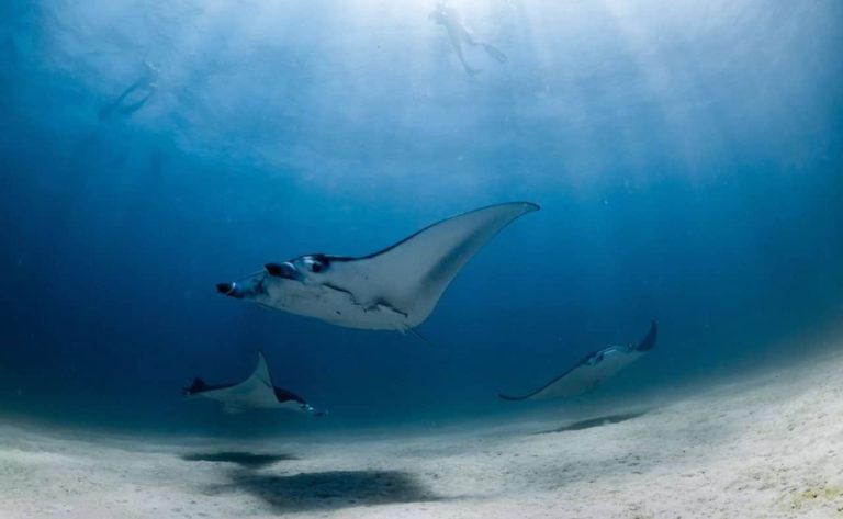 manta-rays-swimming-coral-bay-tour-ningaloo-reef