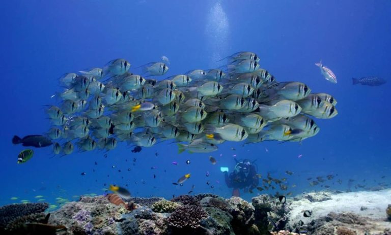 ningaloo-reef-diving-snorkeling-trip-price-deal-backpackers-weather-western-australia
