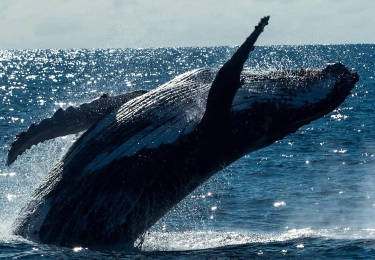 ningaloo-reef-whales-migration-humpback-swimming-trip-price