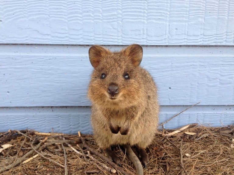 quokka-ile-rottnest-fait-interessant-visites-ou-les-voir-australie-occidentale-wa