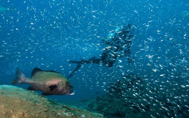 snorkeler-diver-ningaloo-reef-exmouth-wester-australia-sharks-whales-humpback-tour-family-friendly