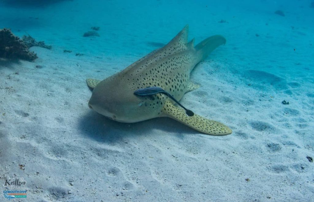 shark-western-australia-tour-swimming-exmouht