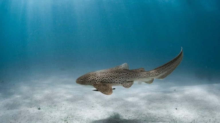 snorekelling-ningaloo-reef-shark-tour