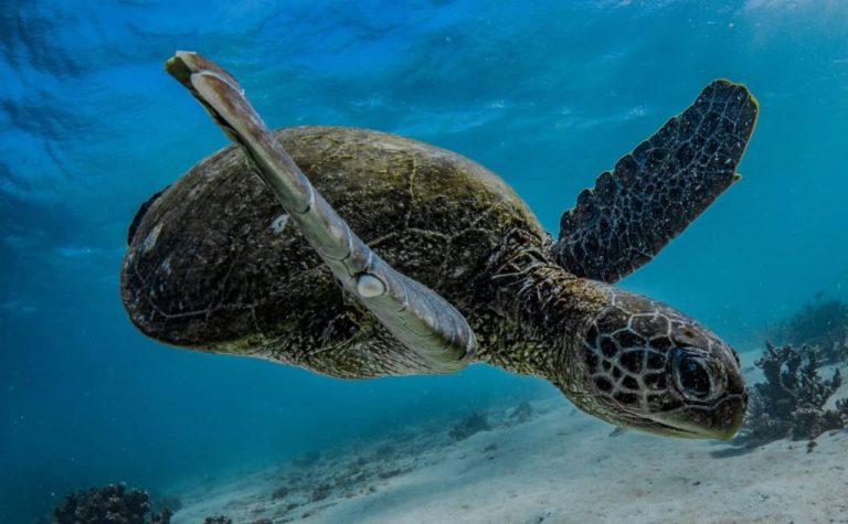 turtle-snorkelling-from-exmout-ninglaoo-reef-Muiron-Islands-outer-reef