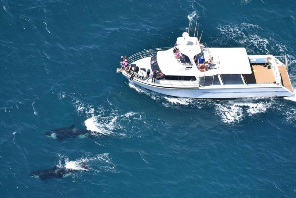swimming-whales-cruise-trip-boat-exmouth-cape-range-national-park-ningaloo