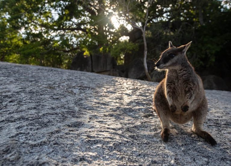 wallaby-tour-from-cairns-chillagoe-wildlife-1-day