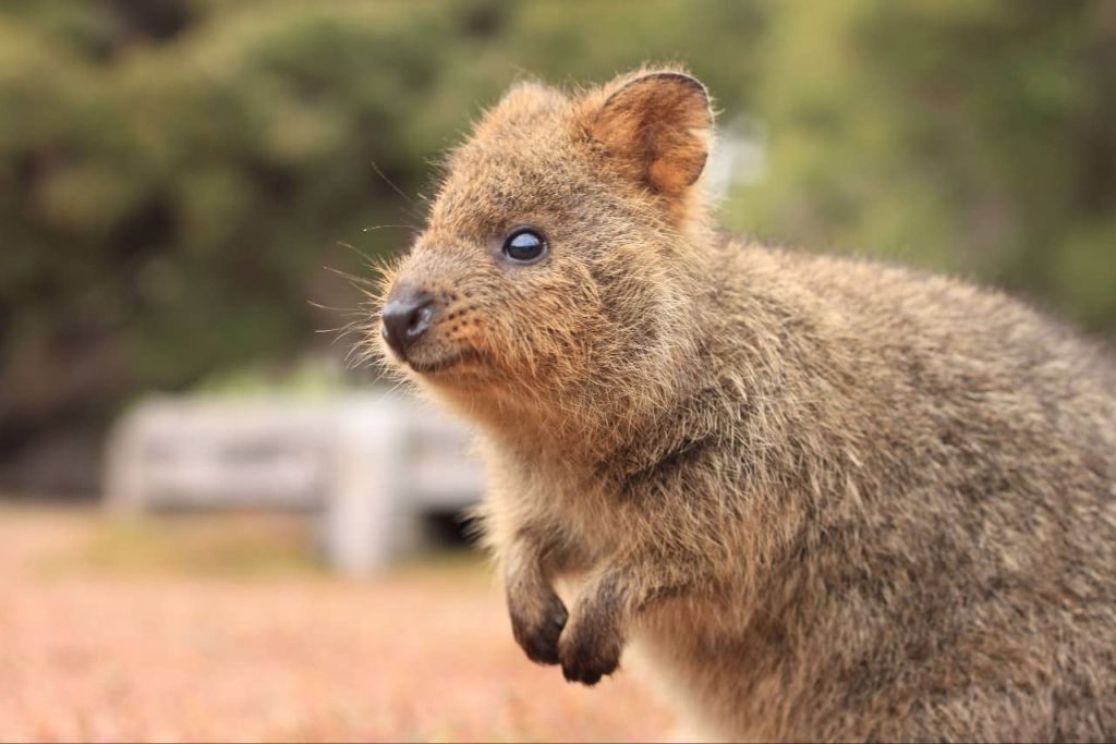 quokka-the-happiest-animal-only-rottnest-island-tour
