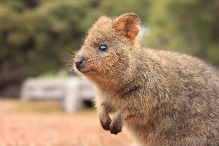 where-to-see-western-australia-quokka-rottnest-tour-trip-1-day-from perth.jpg