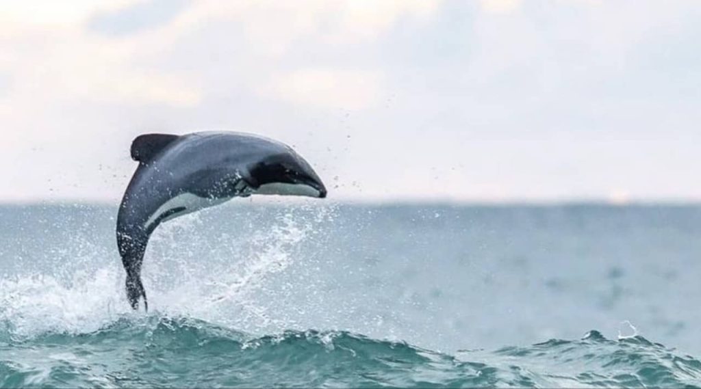 dauphin-hector-animal-endémique-nouvelle-zélande-population-rare-activité-visite-île-du-sud