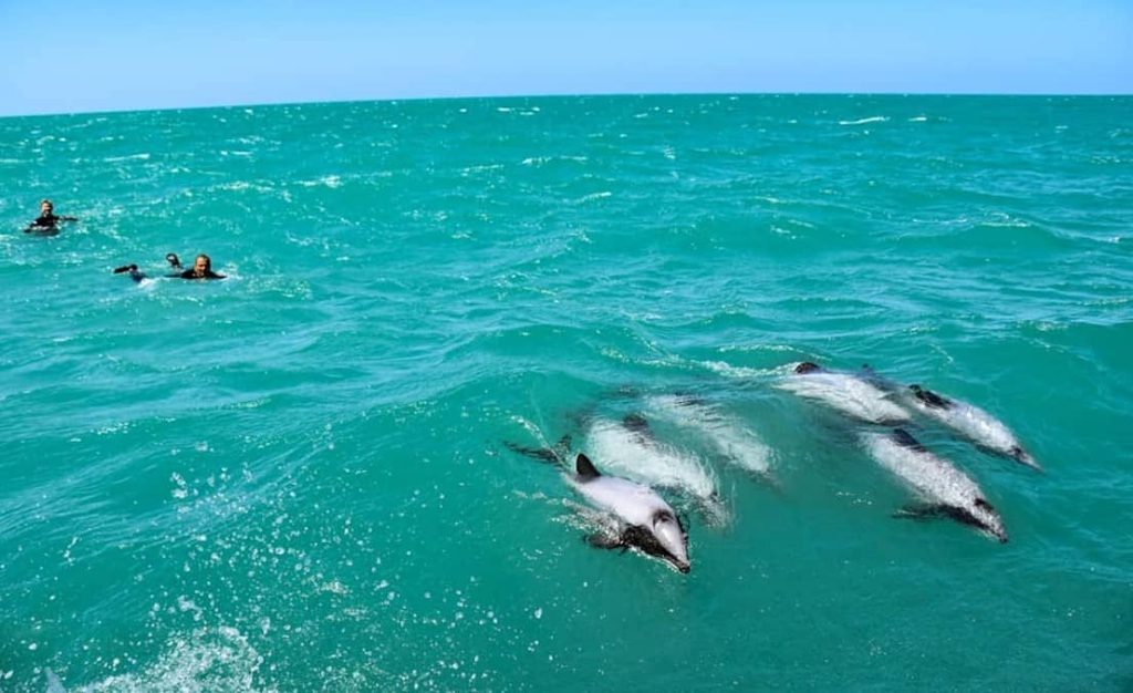 dauphins-de-hector-faune-nouvelle-zélande-vie-marine