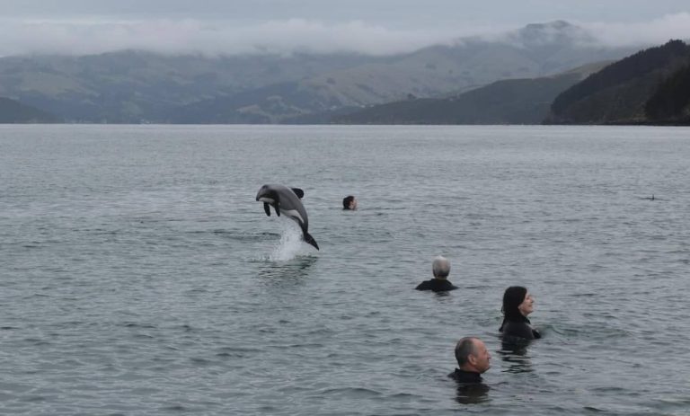 dauphins-nouvelle-zélande-croisière-natation-île-du-sud