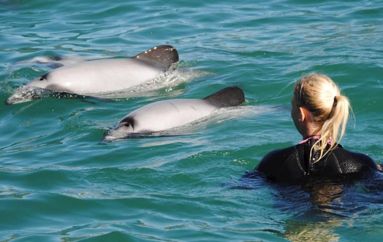 nage-avec-dauphins-sauvages-île-du-sud-akaroa-hector