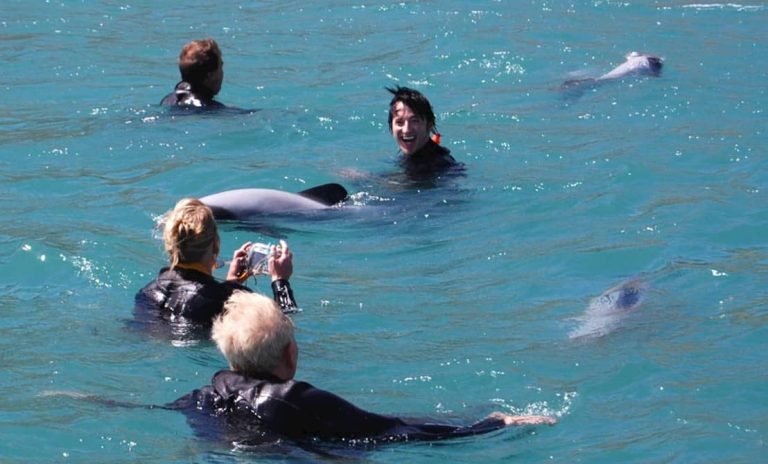 natation-dauphins-île-du-sud-activité