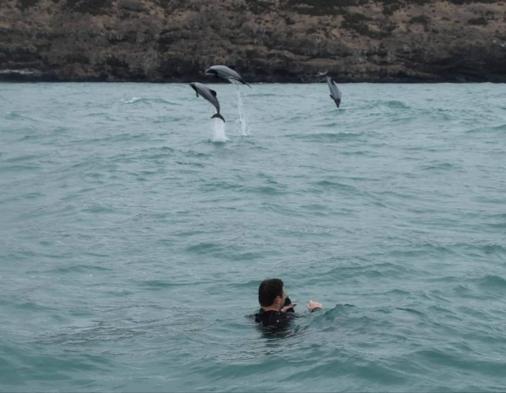 nouvelle-zélande-activité-île-du-sud-road-trip-natation-snorkeling-dauphins