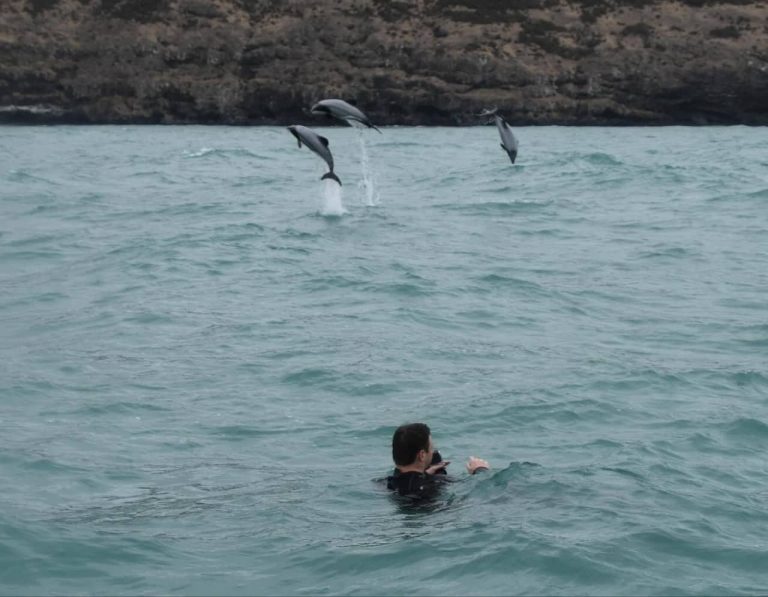 nouvelle-zélande-activité-île-du-sud-road-trip-natation-snorkeling-dauphins