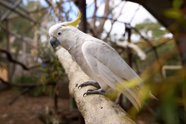 Cockatoos-australia-tasmania-where-to-see-intresting-facts-sanctuary