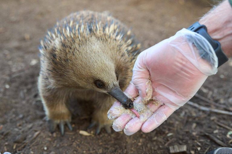 feeding-echidna-wildlife-sanctuary-tasmania-entry-bonorong-itinerary-from-habort-excursion