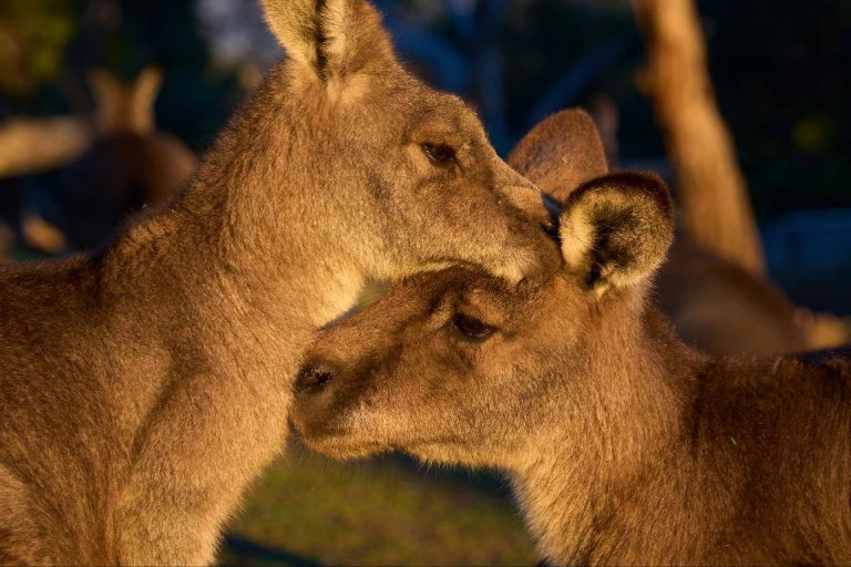 kangaroo-wildlife-tasmania-sanctuary-hobart