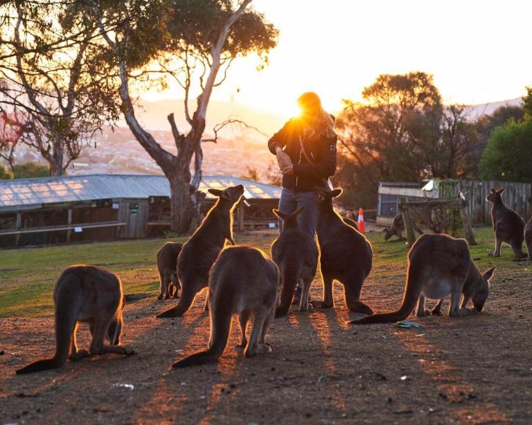 kangaroos-wildlife-hobart-tasmania