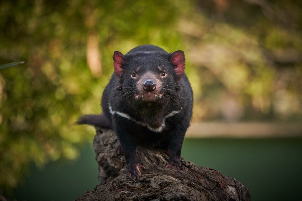 tasmanian-devil-wildlife-sanctuary-where-to-see-australia