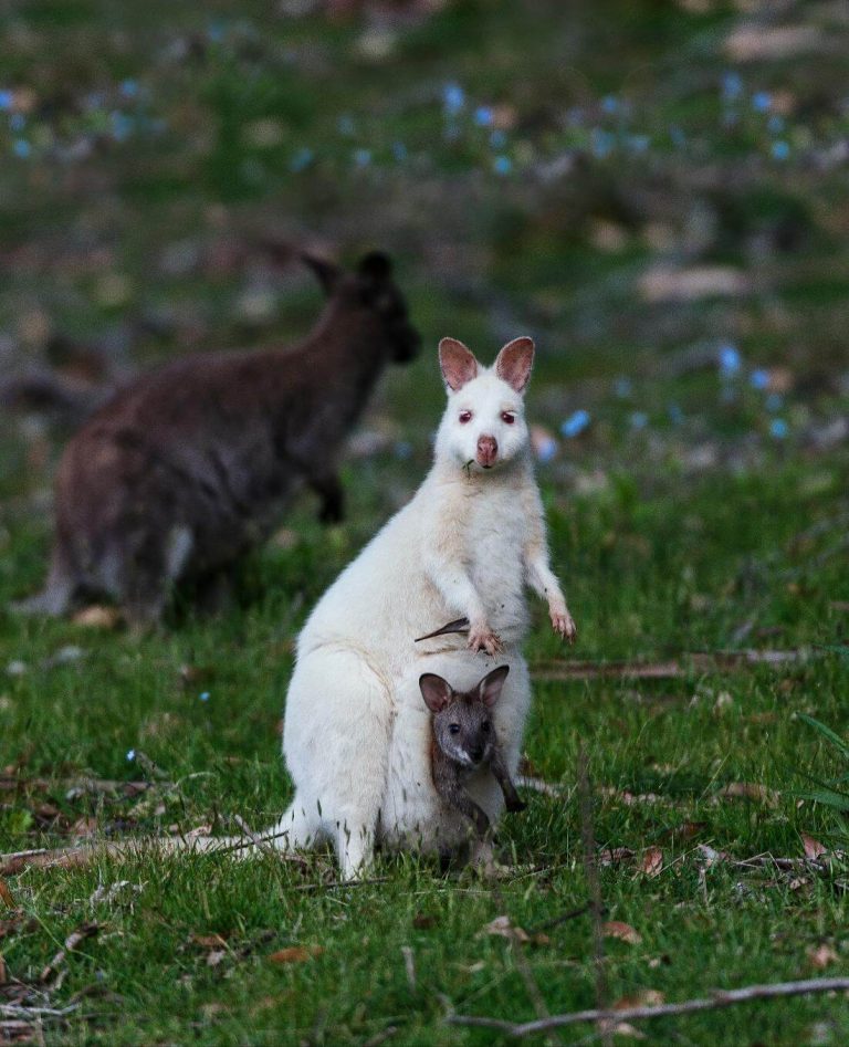 white-wallaby-kangsaroo-wildlife-bruny-island-adventure-bay