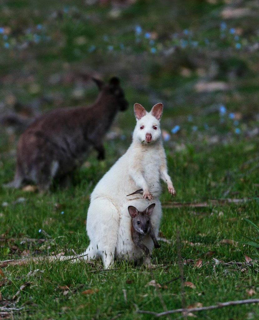 white-wallaby-kangaroo-where-to-see-australia-tasmania-bruny-island
