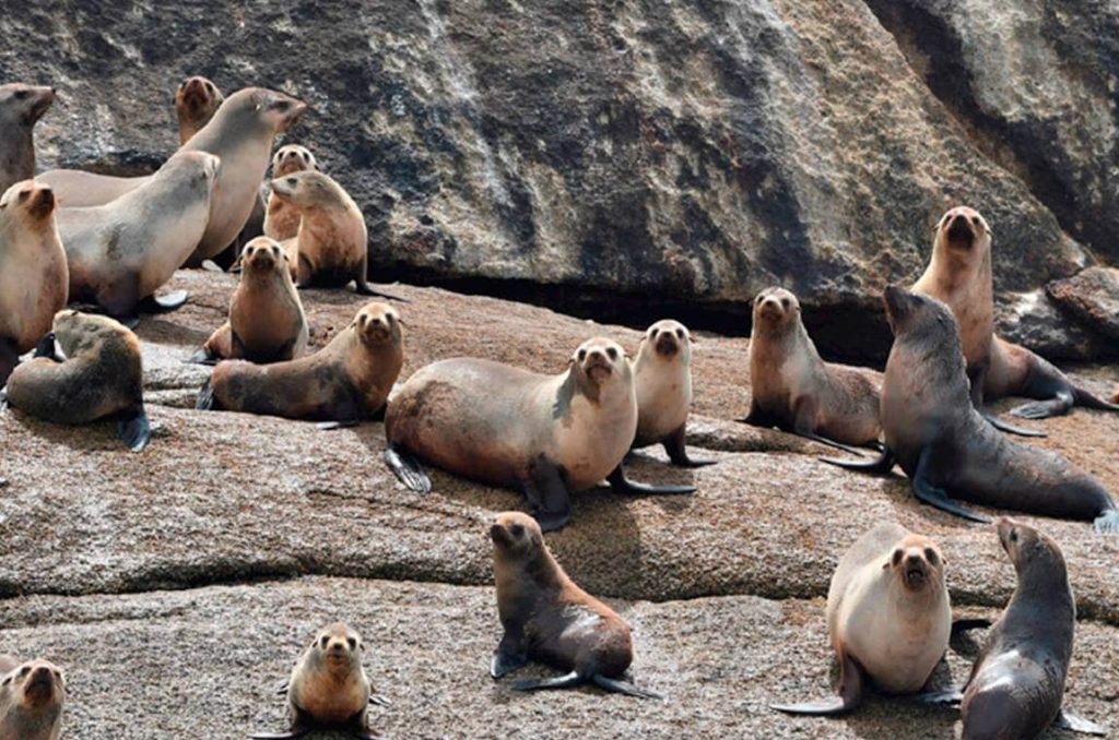 seals-east-coast-tasmania-wineglass-bay-cruise
