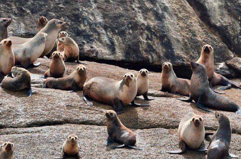 seals-coastline-tasmania-coles-cruisebay
