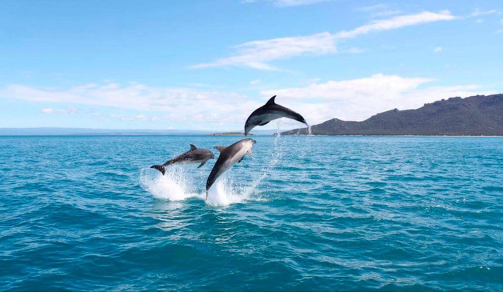 wildlife-dolphins-east-coast-tasmania-cruise-watching-freycinet