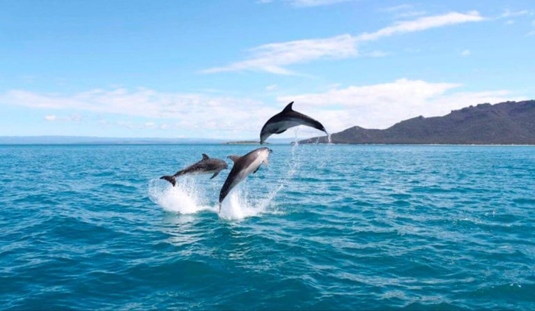 dolphines-coastline-tasmania-coles-cruisebay