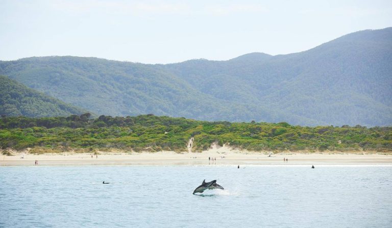 dolphins-whales-season-melbourne-cruise-wilsons-promontory-national-park
