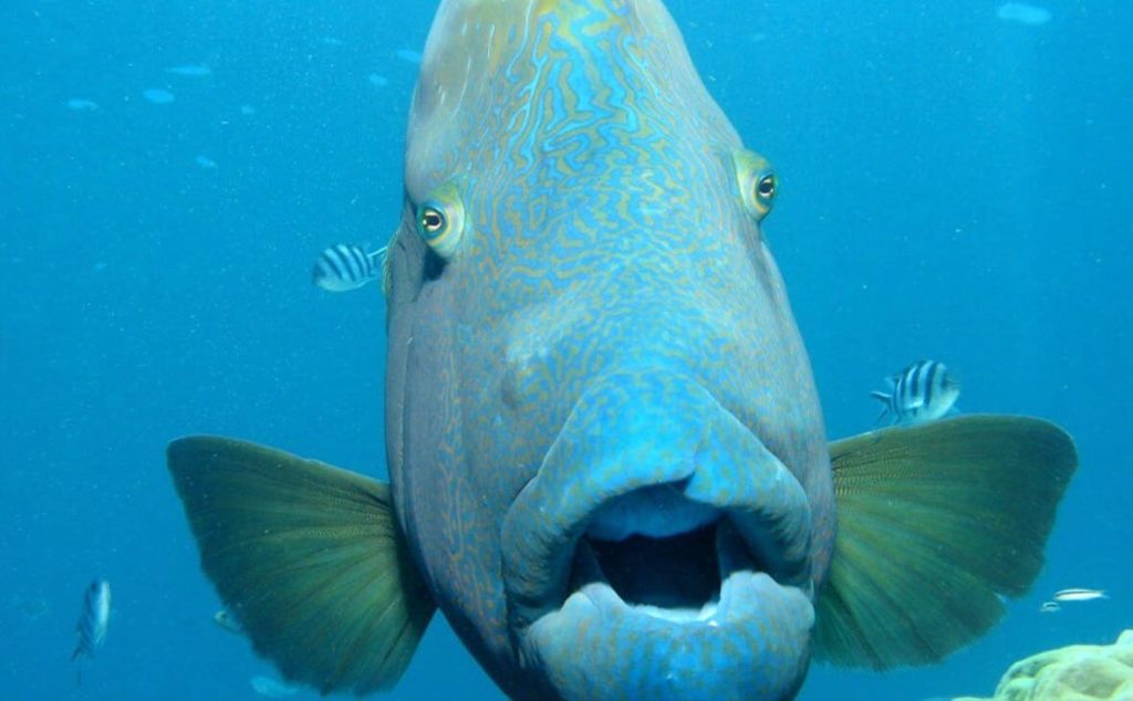 great-barrier-reef-condtion-port-douglas-cairns