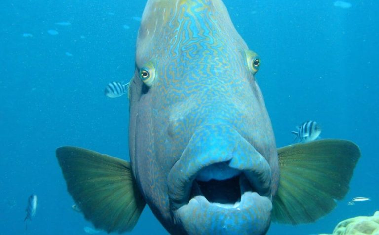 great-barrier-reef-cruise-from-port-douglas-condtiions-fishes