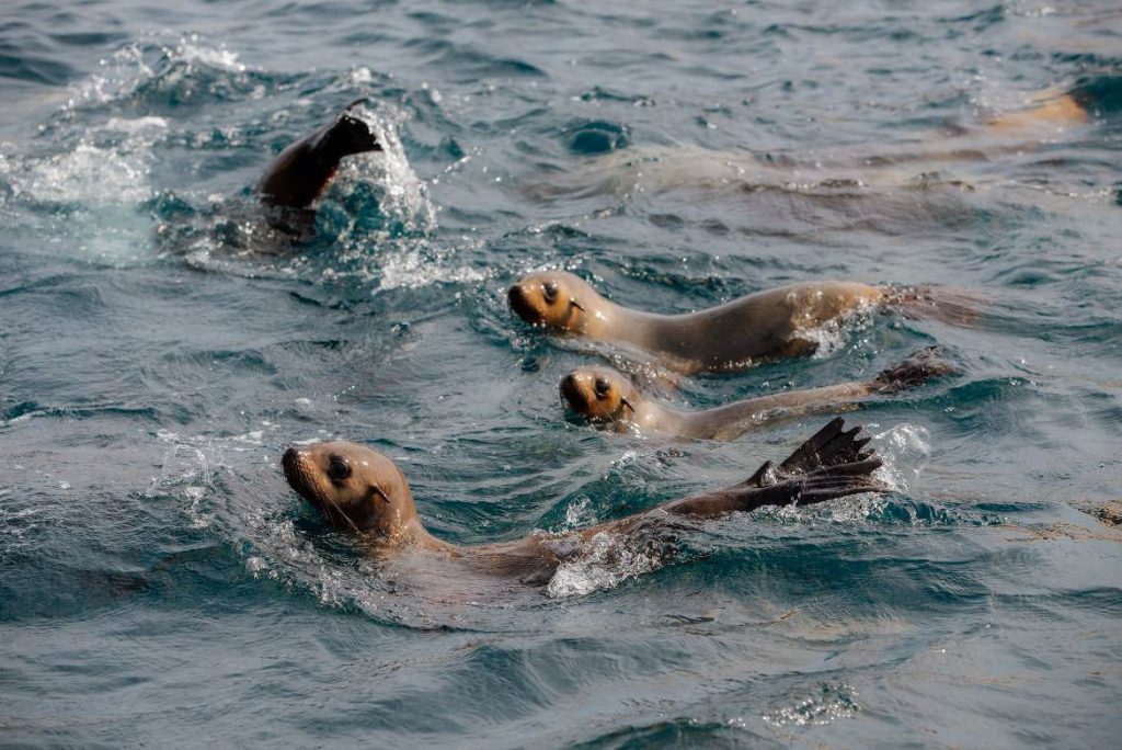 seals-colony-melbourne-wilsons-prom-national-park