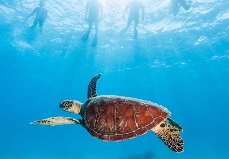 turtle-ocean-great-barrie-reef-port-douglas