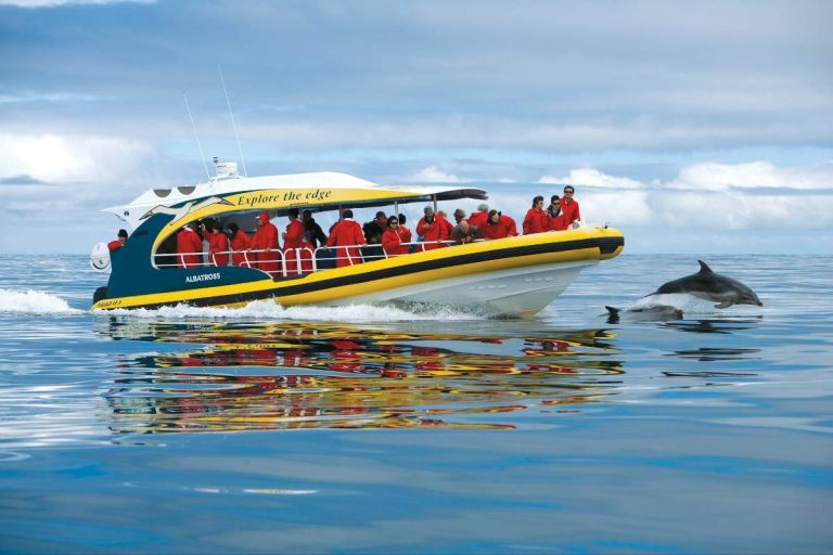 cruise-dolphins-boat-tasmania-wildlife-ocean