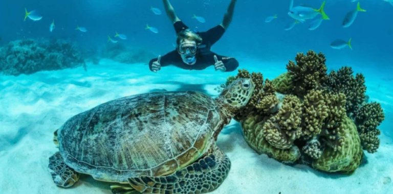 turtle-diver-cairns-cruise-great-barrier-reef-bleaching