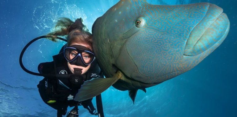 napoleon-fish-giant-grouper-outer-reef-cairns-curise-snorkeling-diving