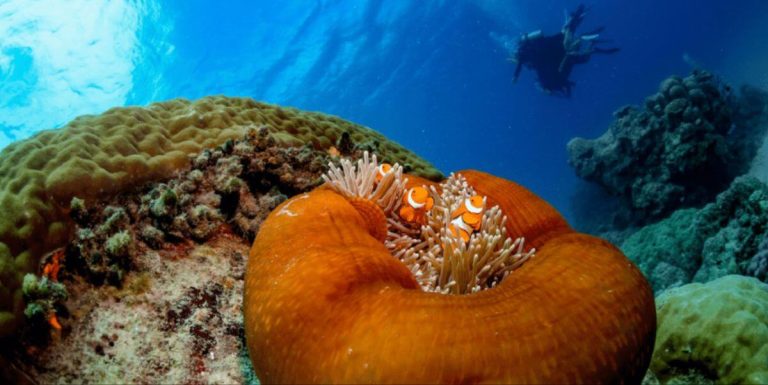 reef-from-cairns-nemo-diving-cruise