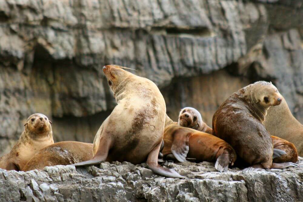 must-do-activitiy-port-arthur-australia-seals-cruise-visit