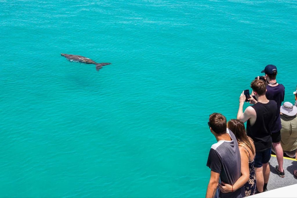 dolphins-dugongs-moreton-third-largest-sand-island