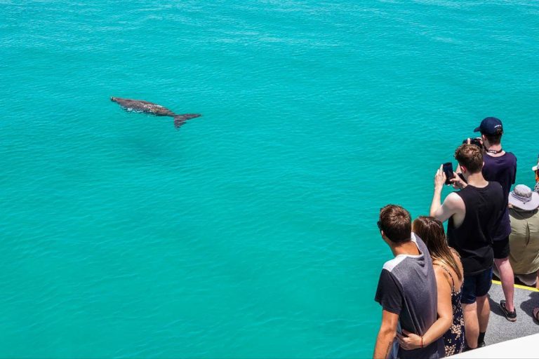 dolphin-group-of-people-cruise-from-brisbane-moreton-island