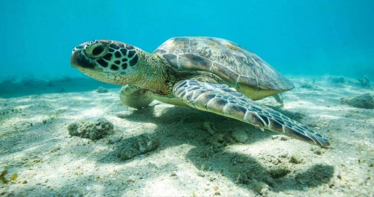 great-barrier-reef-turtle-airlie-beach-tour-cruise