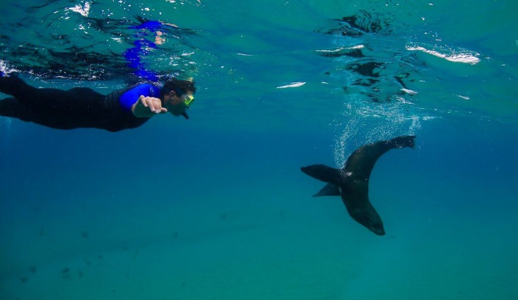 itinerary-melbourne-sydney-swim-dolphins-seals