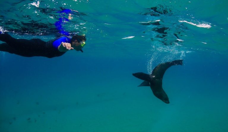 seal-swimming-ocean-port-phillip-bay-melbourne-price