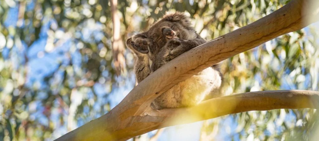 kangaroo-island-adelaide-what-to-see-koala-kangaroo-wildlife-seals