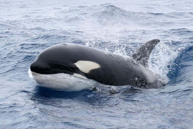 killer-orcas-australia-bremer-bay-itinerary-perth-adelaide