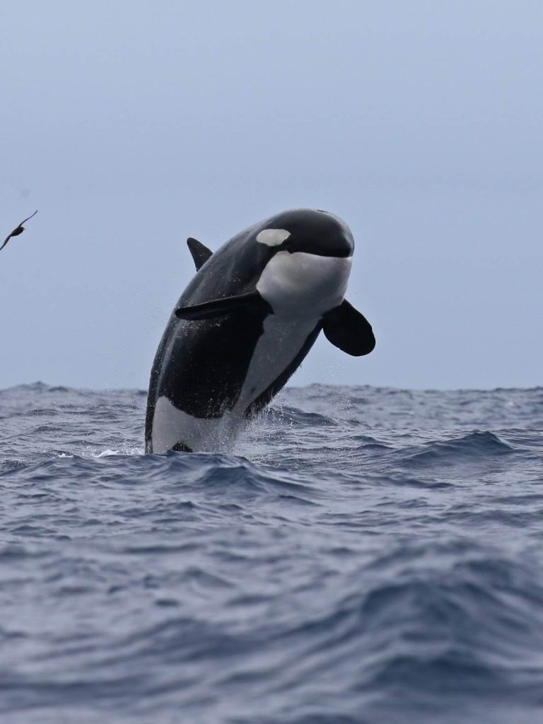 killer-orca-breaching-australia-where-to-see