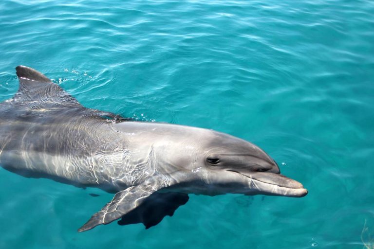 bottlenose-dolphin-snorkeling-moreton-island-close-to-brisbane-gold-coast
